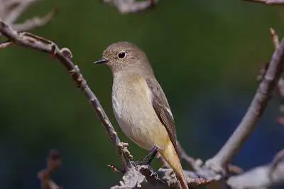 AFボーグ BORG77EDⅡで撮影した野鳥・ジョウビタキの写真画像