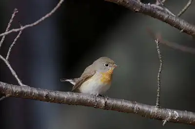 AFボーグ BORGで撮影した野鳥・モズの写真画像