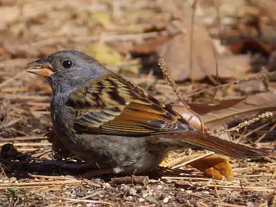 BORG71FLで撮影した野鳥・カワセミの写真画像