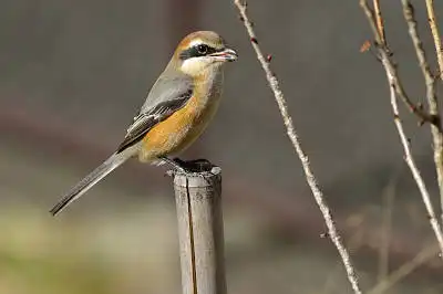 BORG71FLで撮影した野鳥・モズの写真画像