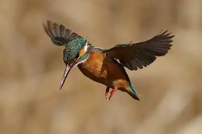 AFボーグ BORG89EDで撮影した野鳥・カワセミの写真画像