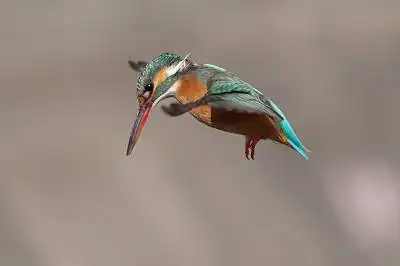 AFボーグ BORG89EDで撮影した野鳥・カワセミの写真画像