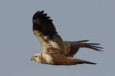 AFボーグ BORG71FLで撮影した野鳥・チュウヒの写真画像