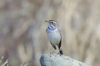 AFボーグ BORG71FLで撮影した野鳥・オガワコマドリの写真画像
