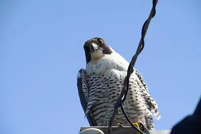 BORG71FLで撮影した野鳥・ハヤブサの写真画像