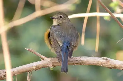 AFボーグ BORG89EDで撮影した野鳥・ルリビタキの写真画像