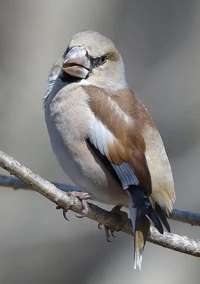 BORG71FLで撮影した野鳥・シメの写真画像