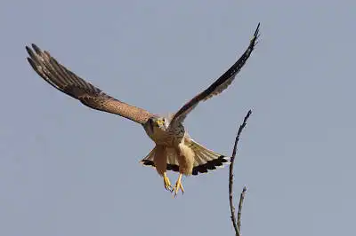 BORG77EDⅡで撮影した野鳥・チョウゲンボウの写真画像