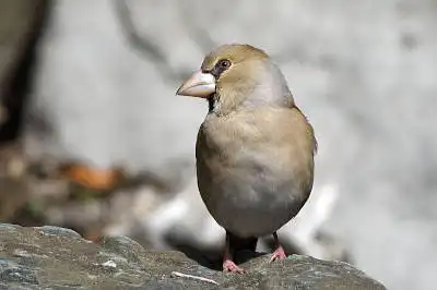 AFボーグ BORG77EDⅡで撮影した野鳥・シメの写真画像