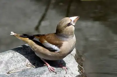 AFボーグ BORG77EDⅡで撮影した野鳥・シメの写真画像