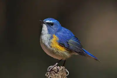 AFボーグ BORG77EDⅡで撮影した野鳥・ルリビタキの写真画像