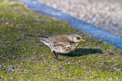 AFボーグ BORG71FLで撮影した野鳥・ノハラツグミの写真画像