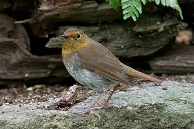 AFボーグ BORG89EDで撮影した野鳥・コマドリの写真画像