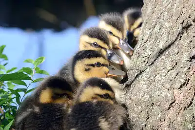 BORG50FLで撮影した野鳥・カルガモの写真画像