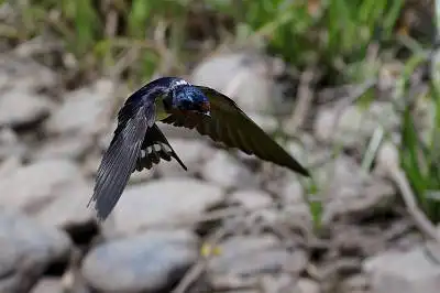 BORG71FLで撮影した野鳥・ツバメの写真画像