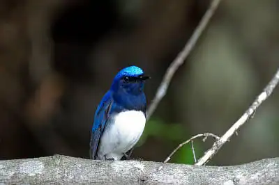 AFボーグ BORG71FLで撮影した野鳥・オオルリの写真画像