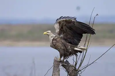 AFボーグ BORG71FLで撮影した野鳥・カワセミの写真画像