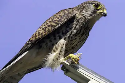 AFボーグ BORG77EDⅡで撮影した野鳥・チョウゲンボウの写真画像