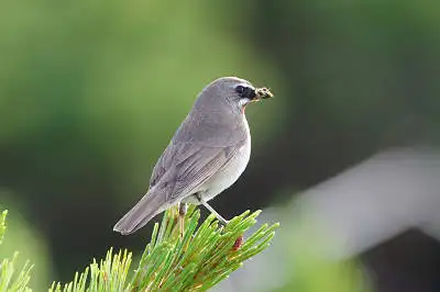 AFボーグ BORG71FLで撮影した野鳥・ノゴマの写真画像