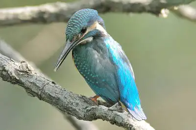 AFボーグ BORG71FLで撮影した野鳥・カワセミの写真画像