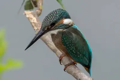 AFボーグ BORG71FLで撮影した野鳥・カワセミの写真画像