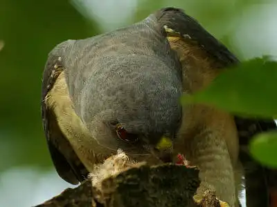 AFボーグ BORG71FLで撮影した野鳥・ツミの写真画像