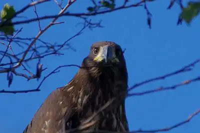 AFボーグ BORG71FLで撮影した野鳥・AFボーグ BORG71FLの写真画像