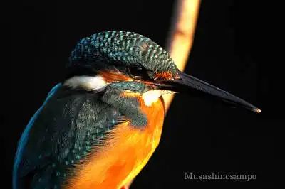 AFボーグ BORG71FLで撮影した野鳥・カワセミの写真画像