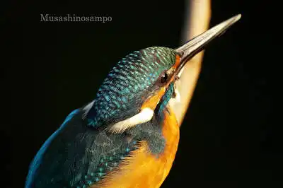 AFボーグ BORG71FLで撮影した野鳥・カワセミの写真画像