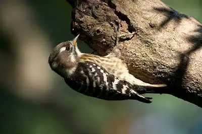 AFボーグ BORG89EDで撮影した野鳥・AFボーグ BORG71FLの写真画像