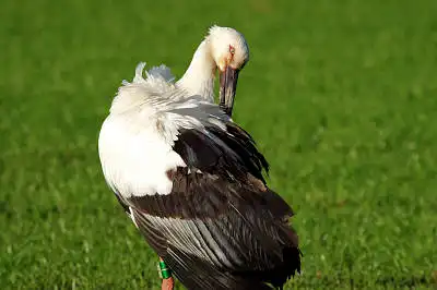 AFボーグ BORG71FLで撮影した野鳥・の写真画像