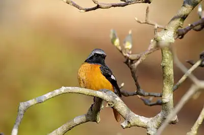 AFボーグ BORG71FLで撮影した野鳥・ジョウビタキの写真画像