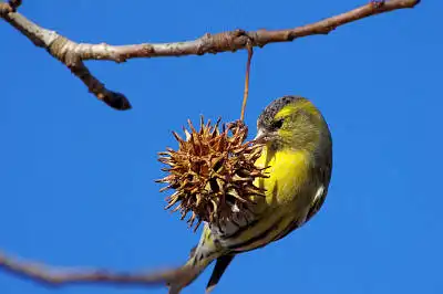 AFボーグ BORG71FLで撮影した野鳥・マヒワの写真画像