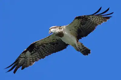 BORG77EDⅡで撮影した野鳥・ミサゴの写真画像