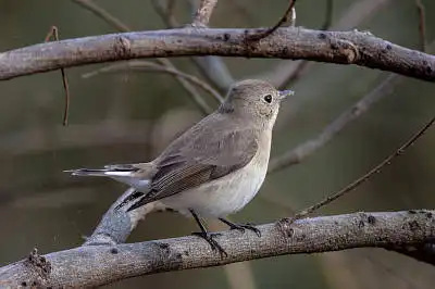 AFボーグ BORG71FLで撮影した野鳥・ニシオジロビタキの写真画像