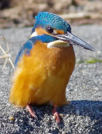 AFボーグ BORG71FLで撮影した野鳥・カワセミの写真画像