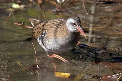 AFボーグ BORG71FLで撮影した野鳥・クイナの写真画像