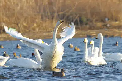 BORG45EDⅡで撮影した野鳥・コハクチョウの写真画像