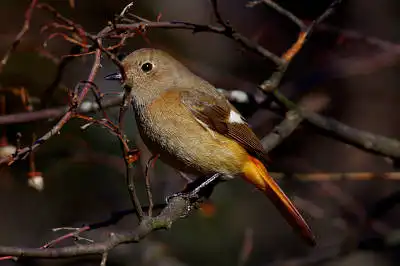 AFボーグ BORG71FLで撮影した野鳥・ジョウビタキの写真画像