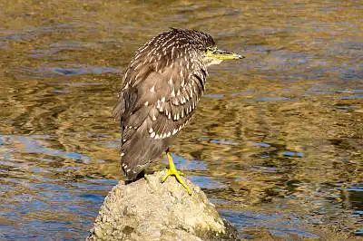 AFボーグ BORG71FLで撮影した野鳥・ヨシゴイの写真画像