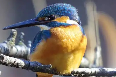 BORG45EDⅡで撮影した野鳥・カワセミの写真画像