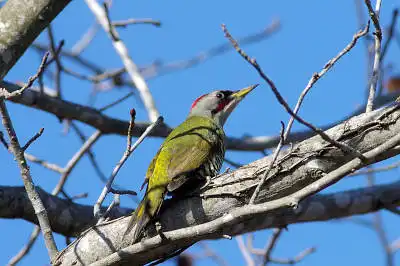 AFボーグ BORG77EDⅡで撮影した野鳥・アオゲラの写真画像