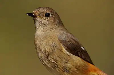 BORG77EDⅡで撮影した野鳥・ジョウビタキの写真画像