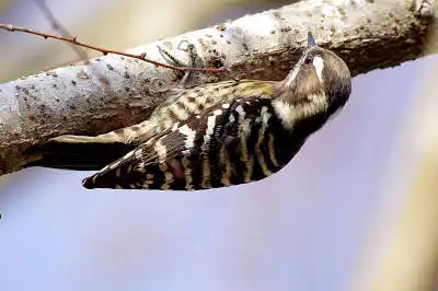 AFボーグ BORG71FLで撮影した野鳥・コゲラの写真画像