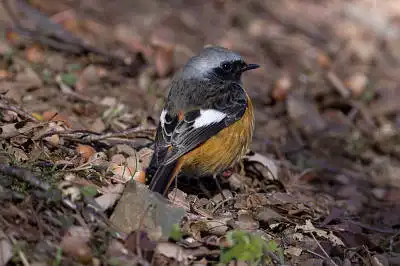 BORG71FLで撮影した野鳥・ジョウビタキの写真画像