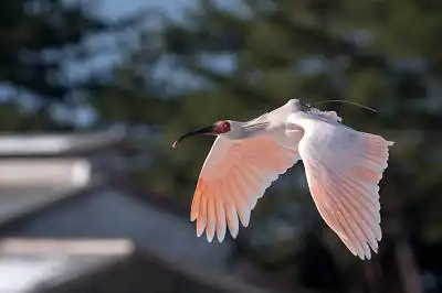 BORGで撮影した野鳥・トキの写真画像