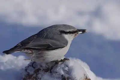 AFボーグ BORG67FLで撮影した野鳥・ゴジュウカラの写真画像