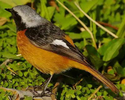 BORG45EDⅡで撮影した野鳥・ジョウビタキの写真画像