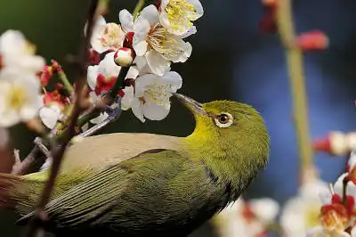 BORG45EDⅡで撮影した野鳥・メジロの写真画像