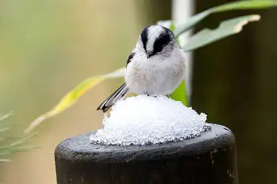 BORG71FLで撮影した野鳥・エナガの写真画像